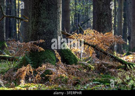 Tritti antichi ricoperti di muschio verde vibrante sono radicati nel terreno ricco della foresta di Bialowieza, circondati da felci marrone dorato illuminate da Foto Stock