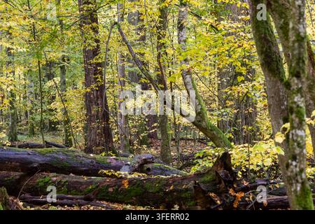Foresta di Białowieża che mostra tronchi muschiosi caduti e alberi maturi con foglie autunnali ingiallite in un ambiente naturale e incontaminato Foto Stock