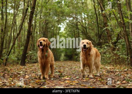Due Golden Retriever sono insieme nella foresta. Sono così carini Foto Stock