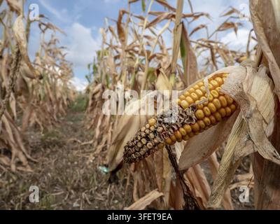 Campo di mais con danni da siccità. I campi si seccano a causa di troppo poca pioggia, Austria Foto Stock