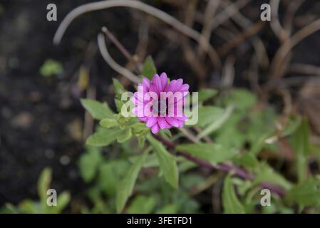 Un primo piano visto dall'alto di un unico fiore di margherita rosa del Capo (Dimorphotheca ecklonis), che cresce sopra foglie verdi. Scattato in un giardino a Delft, Foto Stock