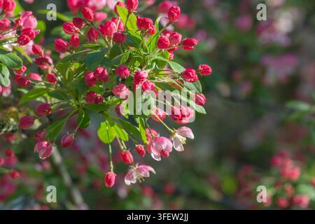 Primo piano di un fiore di melo selvatico, Malus sylvestris, melo. Foto Stock