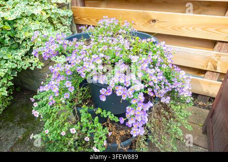 Fiori di Bacopa viola che cadono a cascata da un contenitore sul patio accanto a una recinzione di legno nel giardino di casa. Foto Stock