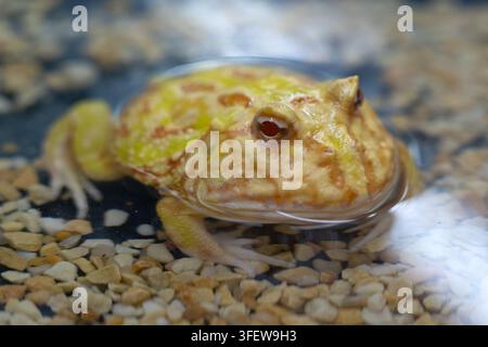 La rana gialla Pacman sommersa hald in acqua Foto Stock