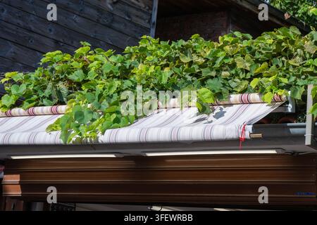 Un tendone retrattile a strisce è parzialmente esteso, con rigogliose viti rampicanti che si riversano sulla parte superiore contro uno sfondo di muro in legno scuro. Foto Stock