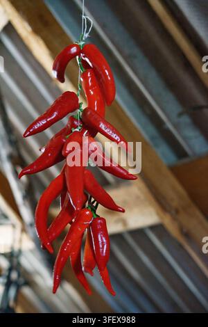 Peperoncini rossi freschi appesi ad asciugare Foto Stock