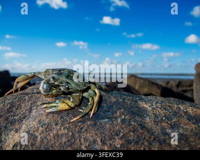 Primo piano grandangolare di un granchio comune (latino: *Carcinus maenas*) su una roccia ai margini del Mare delle Wadden della Bassa Sassonia, su uno sfondo soleggiato. Foto Stock