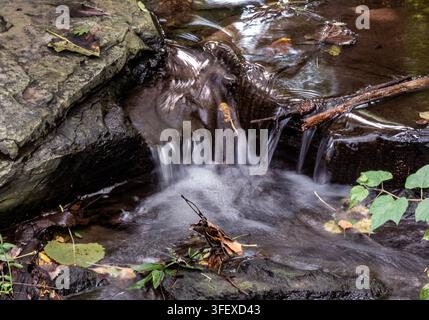 Una piccola cascata naturale o un ruscello che scorre su roccia stratificata e erosione in un ambiente boschivo. Foto Stock