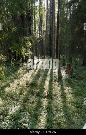 La luce del sole filtra tra gli alti pini nell'area escursionistica del Circolo Polare Artico, Lapponia, Finlandia, proiettando lunghe ombre sul lussureggiante suolo della foresta. Foto Stock