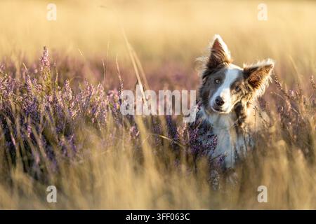 Border Collie curioso che sbircia attraverso l'erica viola nella morbida luce dorata della brughiera Foto Stock