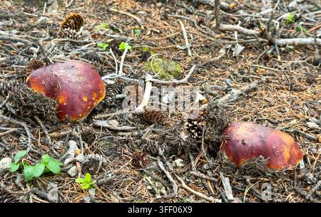 Bellissimi funghi Boletus edulis nella foresta estiva Foto Stock