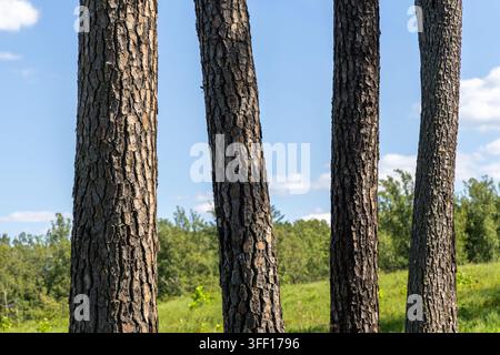 Quattro tronchi di pino maturi creano un motivo verticale naturale davanti a un campo verde illuminato dal sole e a un cielo blu nella campagna della Virginia, USA. Foto Stock