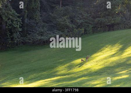 Ampia veduta di una cerva dalla coda bianca e del suo cucciolo in piedi e pascolando insieme in una striscia di luce del sole tardo nel pomeriggio su un campo erboso delimitato da una fitta foresta Foto Stock