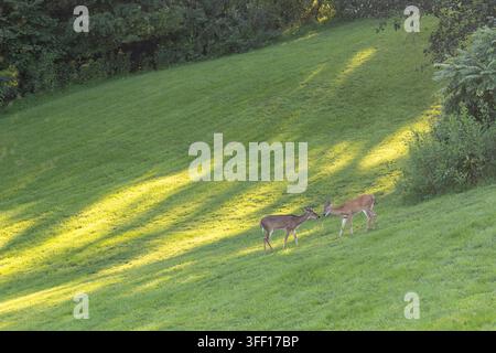 Due giovani cervi dalla coda bianca si affrontano su una collina verde illuminata da fasce di luce del sole nel tardo pomeriggio nella campagna della Virginia, USA. Foto Stock