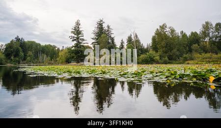 Una vista ravvicinata di foglie di ninfea verdi che galleggiano su un lago calmo, con alberi che si riflettono sullo sfondo Foto Stock