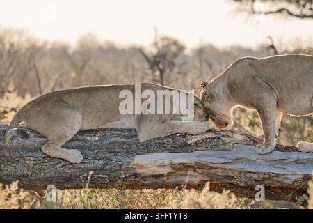 Leoni illuminati dal sole su un ramo basso nel Delta dell'Okavango Foto Stock