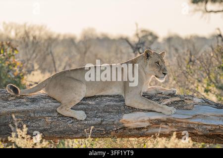 Leoni illuminati dal sole su un ramo basso nel Delta dell'Okavango Foto Stock