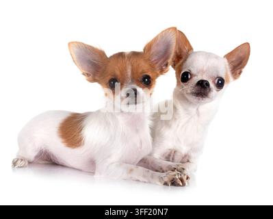 Poco chihuahuas davanti a uno sfondo bianco Foto Stock