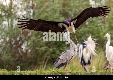 Great Egret, Black Stork e Grey Heron interagiscono nelle zone umide in Ungheria durante la primavera. La cicogna nera adulta sta per atterrare. Foto Stock
