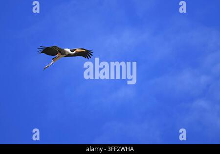 Una bellissima grande cicogna dipinta in volo con le ali spiegate contro un cielo blu vivace e soleggiato Foto Stock