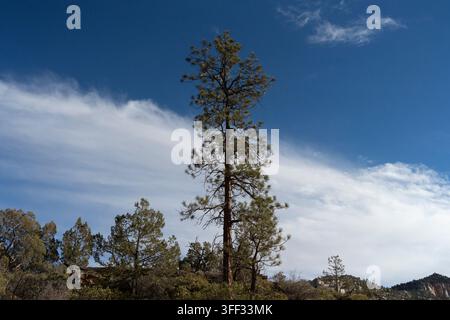 I pini si ergono maestosi contro un cielo parzialmente nuvoloso nello Zion National Park, mostrando una flora resistente che prospera nei drammatici canyon dello Utah. Foto Stock