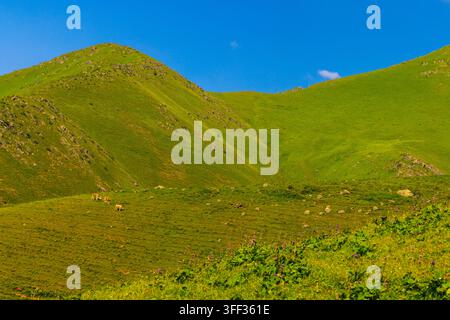 Vista panoramica di dolci colline verdi nel Kirghizistan, punteggiate da affioramenti rocciosi. Un piccolo gregge di mucche pascola tranquillamente sotto un cielo azzurro limpido. Foto Stock