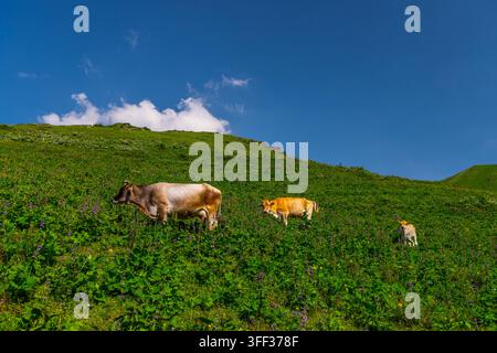Tre mucche pascono pacificamente su una collina verdeggiante nel Kirghizistan. Il paesaggio vivace presenta fiori selvatici e un cielo blu chiaro, creando una scena pastorale serena. Foto Stock