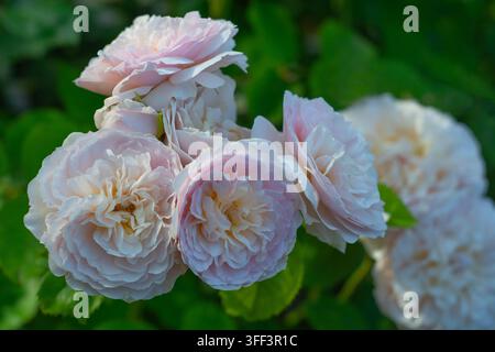 Rosa Emily Brontë (Ausearnshaw) Rosa cespugliosa inglese allevata da David Austin Foto Stock