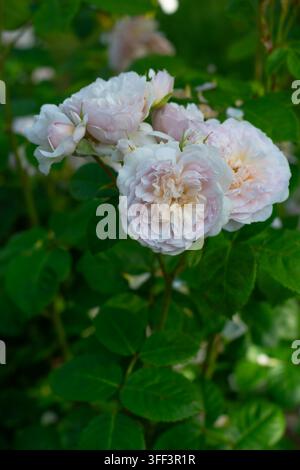 Rosa Emily Brontë (Ausearnshaw) Rosa cespugliosa inglese allevata da David Austin Foto Stock