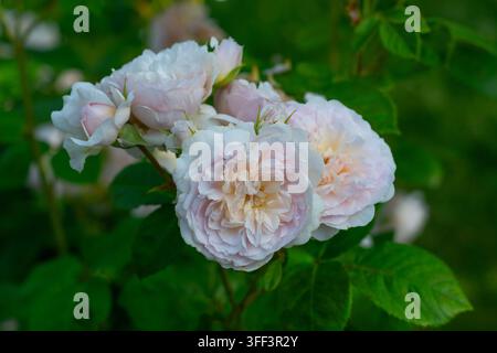 Rosa Emily Brontë (Ausearnshaw) Rosa cespugliosa inglese allevata da David Austin Foto Stock