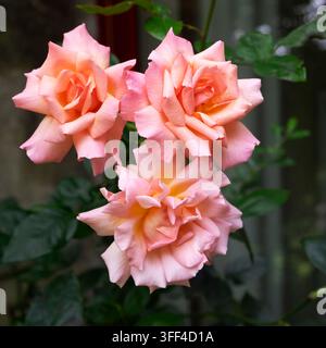 Vista ravvicinata di rose rosa Compassion in fiore a settembre dopo ondate di caldo estivo e siccità nel Carmarthenshire, Galles, Regno Unito   KATHY DEWITT Foto Stock