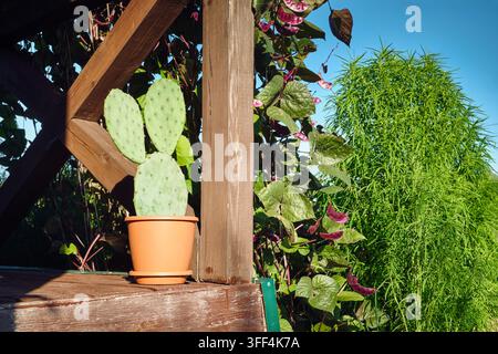 Cacto in vaso sul portico estivo nel giardino di campagna Foto Stock