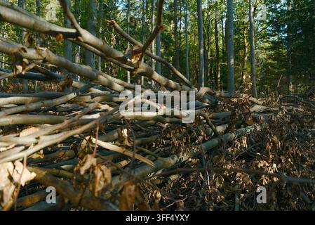 Un mucchio di alberi caduti e rami sottili giace a terra in una foresta fitta durante il giorno. Foto Stock