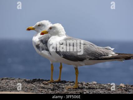 Due gabbiani in piedi su rocce vulcaniche sulla costa. Gabbiani dalle zampe gialle di profilo con sfondo oceanico blu a El Hierro, Spagna. Foto Stock