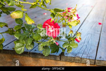 Rosa rossa vibrante che fiorisce accanto a petali appassiti su un terrazzo di legno stagionato. Foglie e steli verdi incorniciano naturalmente la scena. La rosa simboleggia la bellezza, Roma Foto Stock