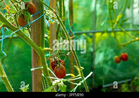 Pomodori maturi e immaturi che crescono sulla vite in serra. Pomodori maturi e immaturi che crescono su viti sostenute in una serra illuminata dal sole. Foto Stock