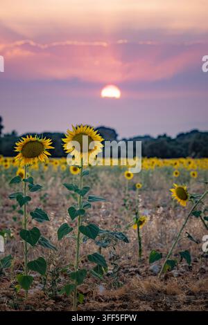 Vista a livello del suolo di girasoli gialli in fiore in un campo agricolo rurale sotto un tramonto colorato viola e arancione Foto Stock