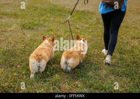 Vista posteriore di una donna che porta a spasso due cani Corgi al guinzaglio attraverso un campo erboso del parco, ideale per la cura degli animali, il servizio di passeggiate per cani o temi di stile di vita all'aperto Foto Stock