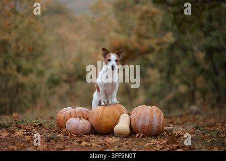 Jack Russell Terrier seduto tra diverse zucche sul terreno boschivo autunnale. Paesaggio stagionale naturale adatto per Halloween, il Ringraziamento e la raccolta Foto Stock