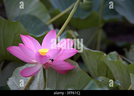 Api mellifera che impollina una vibrante fiore di loto sacro rosa in uno stagno. Foto Stock