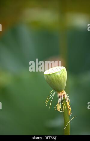 Uno scatto verticale di una giovane testa di seme di loto verde e stami essiccati, su uno sfondo verde profondo e sfocato con ampio spazio per il testo. Foto Stock
