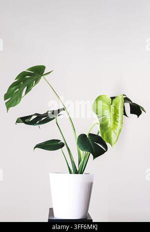 Una giovane pianta di monstera con foglie divise che cresce in un semplice vaso bianco su uno sfondo semplice. Perfetto per le liste dei negozi di piante, design di interni an Foto Stock