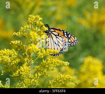 Farfalla monarca su un fiore di verga d'oro Foto Stock