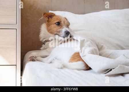 Simpatico cane Jack Russell Terrier sdraiato sotto una coperta bianca su un cuscino nel letto. Adorabile animale domestico che riposa e dorme in una camera da letto accogliente a casa. Rilassamento mattutino Foto Stock