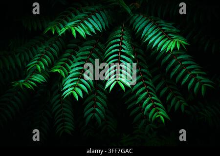 Primo piano suggestivo di foglie di felce verde scuro sovrapposte illuminate da una luce bassa focalizzata, che evocano mistero tropicale, solitudine e una texture naturale lussureggiante Foto Stock