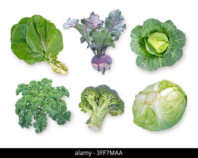 Sei verdure Brassica oleracea tra cui cavolo verde, cavolo riccio, cavolo rapa, cavolo verza, broccoli e cavolo bianco isolati su sfondo bianco. Foto Stock