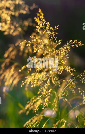 La luce del sole cattura i dettagli fini degli steli d'erba selvatica, creando una scena naturale calda e serena con effetti di bokeh Foto Stock