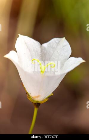 Un macro primo piano rivela i dettagli intricati di un singolo fiore di campanula bianco con il suo vivace pistillo verde e le stimmi arricciate Foto Stock