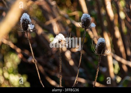 Neve sulle teste dei semi di una cardo comune (Dipsacus fullonum) Foto Stock