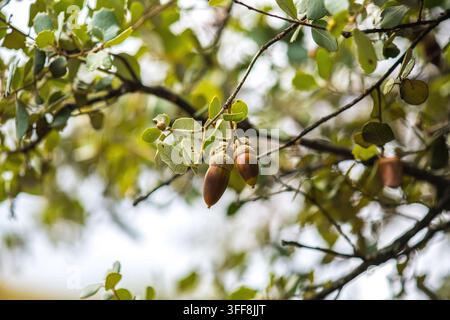Prima vista di un ramo di quercia con ghiande in autunno Foto Stock